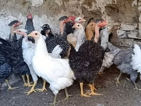 Chickens — Hungria