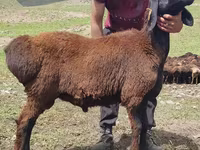 Ovan, Blackheaded Persian sheep — fotografija 2