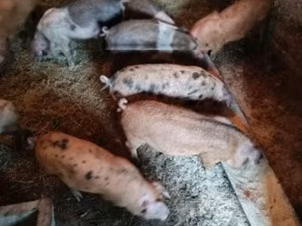 Porca, Porcos — Hungria