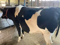 Vache, Race Holstein — photo 1