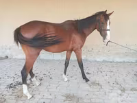 Pastuv, Arabian horse — fotografija 1