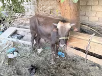 ثور, الماشية — الصورة 2