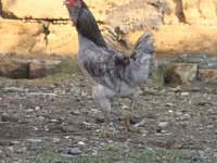 Ameraucana — photo 3