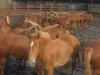 Жылқылар (топ, жынысы көрсетілмеген), Horse breed — 5-сурет