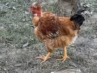 Chickens — fotografija 2
