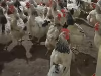 Chickens — fotografija 3