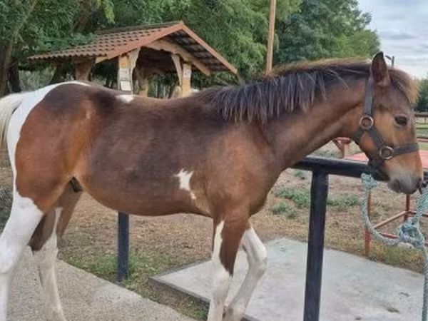 Horse (M), Hungarian horse breed