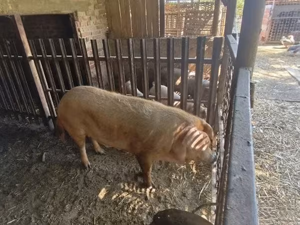 Свиноматка, 
