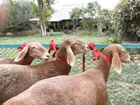 雌羊, Arashan sheep — 写真 2