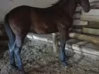 Hengst, Nonius horse — Foto 7