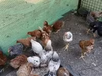 Chickens — zdjęcie 4