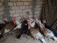 Guinea fowl — fotografija 1