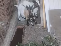 Jarac, Dutch Landrace goats — fotografija 2