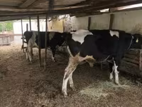 ثور, Russian Black pied cattle — الصورة 2