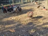 gallina danesa — foto 5