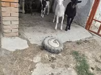 बकरियाँ (लॉट, लिंग निर्दिष्ट नहीं), बकरियाँ — फ़ोटो 1