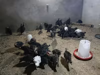 Turkeys — fotografija 2