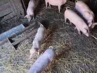 Świnie (partia, płeć nieokreślona), Świnie — zdjęcie 2