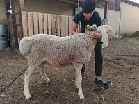 Moutons (lot, sexe non indiqué), Arashan sheep — photo 8