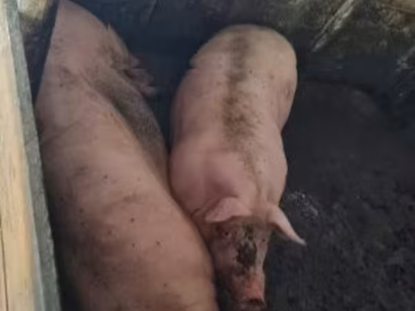 Świnie (partia, płeć nieokreślona), Świnie — Węgry