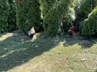 Turkeys — الصورة 5