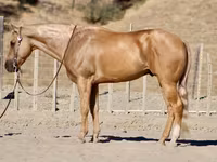 雄馬, Quarter Horse — 写真 1