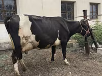 Cow, Russian Black pied cattle — photo 7