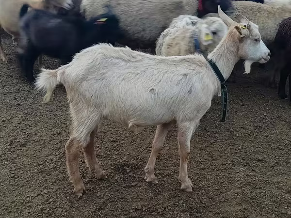 Echki, Alpine goat