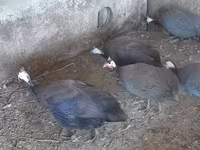 Guinea fowl — Foto 2