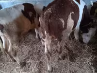 Byk, Simmental cattle — zdjęcie 5