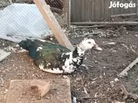 Ducks — foto 3