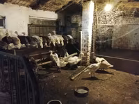 Turkeys — zdjęcie 3