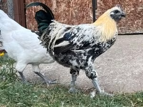 غا نوي