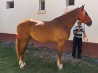 Égua, Friesian — foto 2