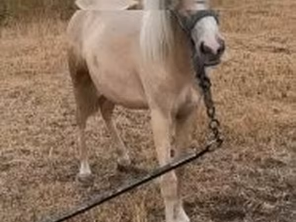 Cavalo, Cavalos