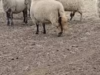 母羊, Merino sheep — 照片 2