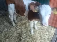 公牛, Simmental cattle — 照片 2