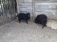 Sheep, Baerchuke sheep — photo 2