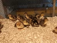 Ducks — الصورة 2