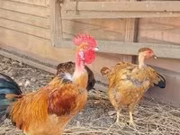 Bantam Japonesa — foto 3