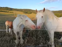 馬（ロット、性別未指定）, Gypsy horse — 写真 1
