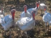 Turkeys — fotografija 1