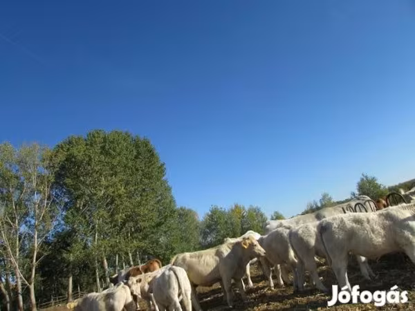 公牛, Charolais cattle