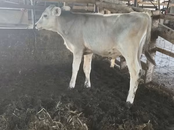 Бик, Swiss cattle