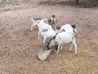 बकरा, बकरियाँ — फ़ोटो 5