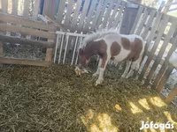 公马, Miniature horse — 照片 5