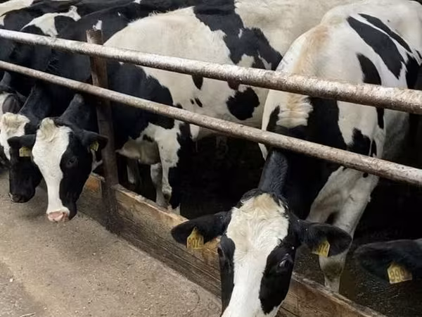 Vache, Race Jersey