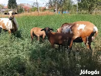 Carnero, Cameroon sheep — foto 3