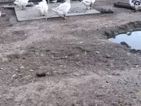Chickens — zdjęcie 3