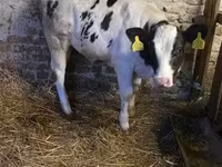 Vache, Race Holstein — photo 2